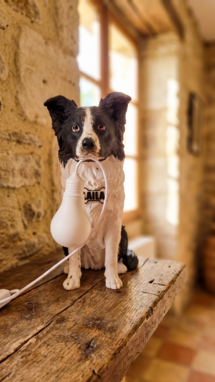 Border collie dipinto